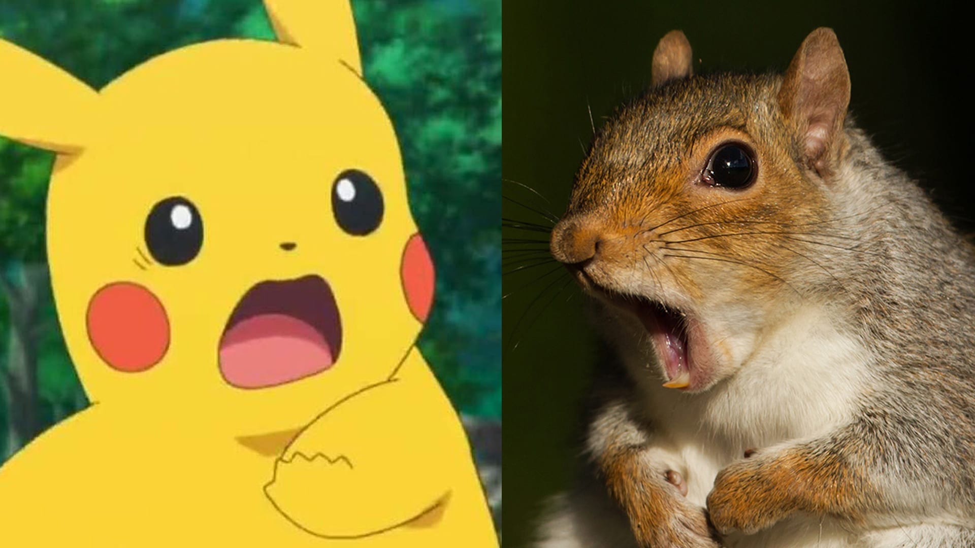 Pikachu is actually based on squirrels and the pikas are up in arms