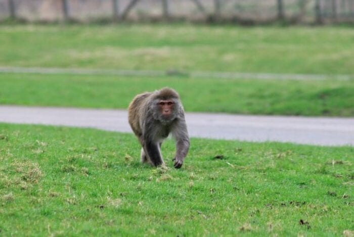 monkey stock photo