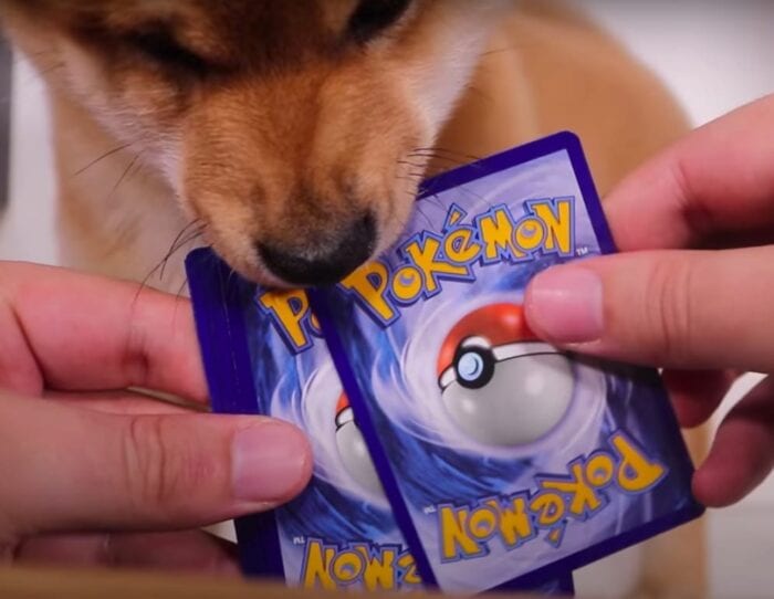 shiba with pokemon cards