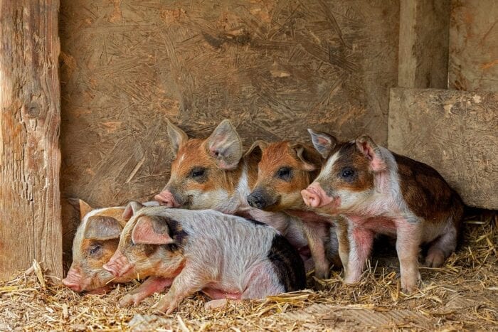 pig stock photo